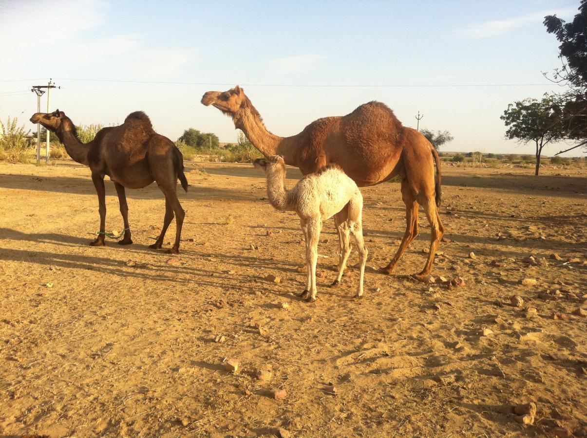 Hotel Deep Mahal Jaisalmer Buitenkant foto